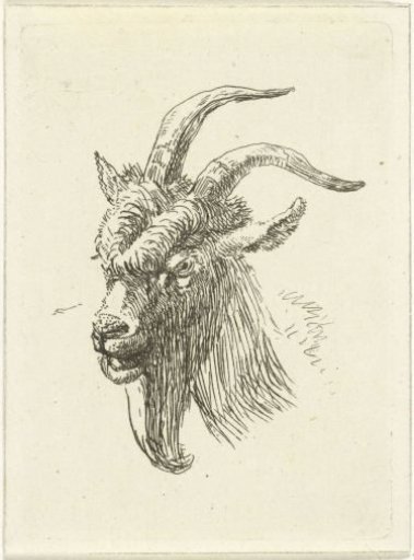 Head of a goat