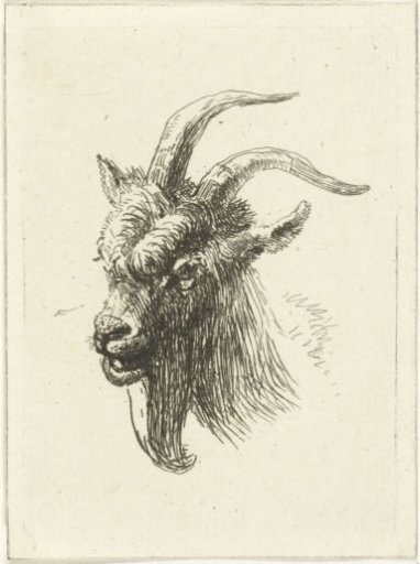 Head of a goat