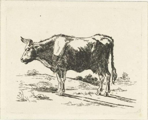 Standing cow