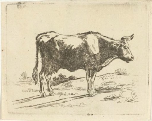 Standing cow
