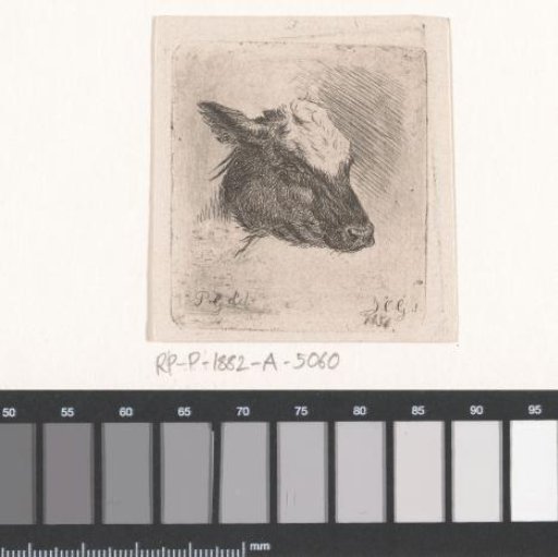 Head of a calf