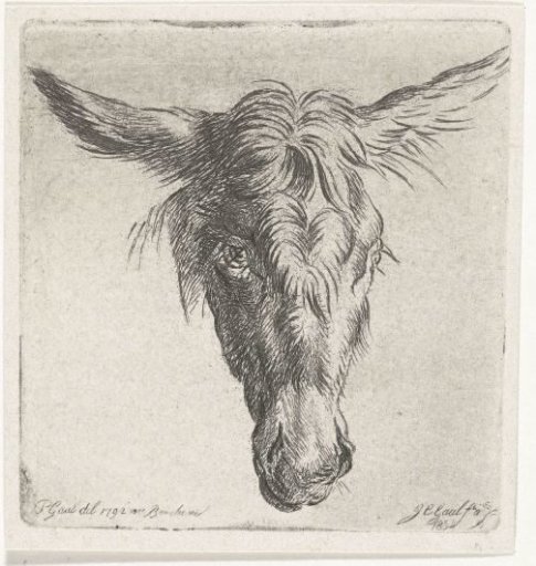Head of a donkey