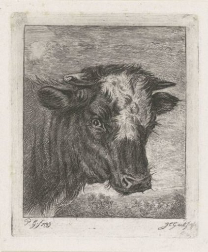 Head of a cow with a white collar