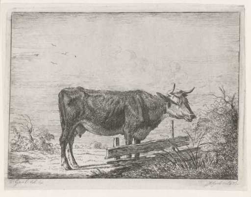 Cow, standing by a fence