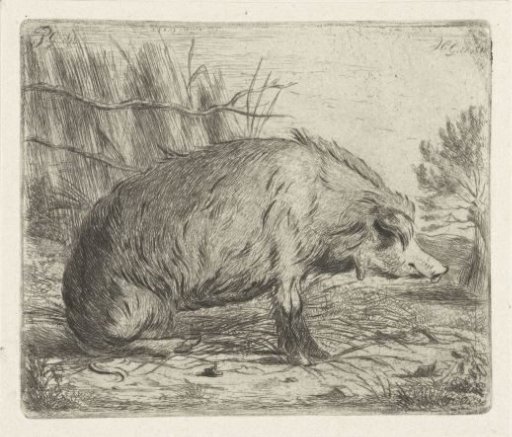 Sitting wild boar