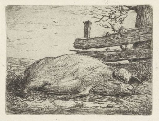 Reclining wild boar