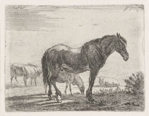Standing horse before a flock of sheep