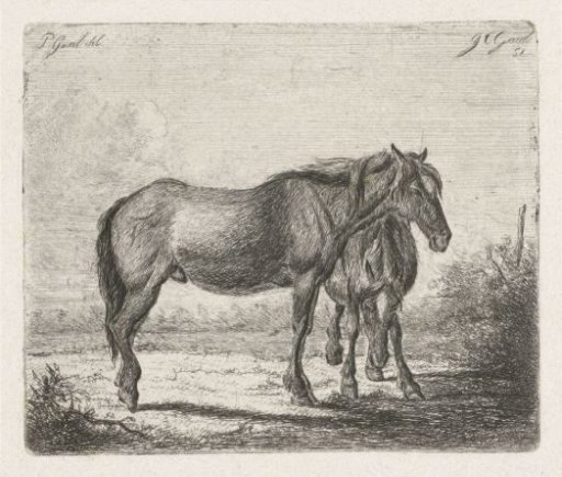 Two horses