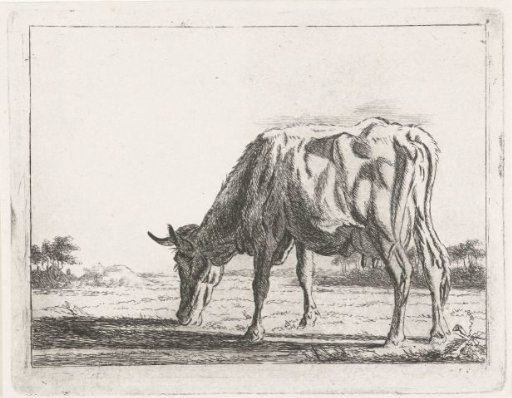Grazing cow