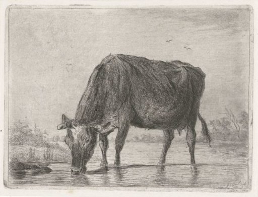 Drinking cow