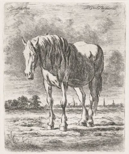 Standing white horse
