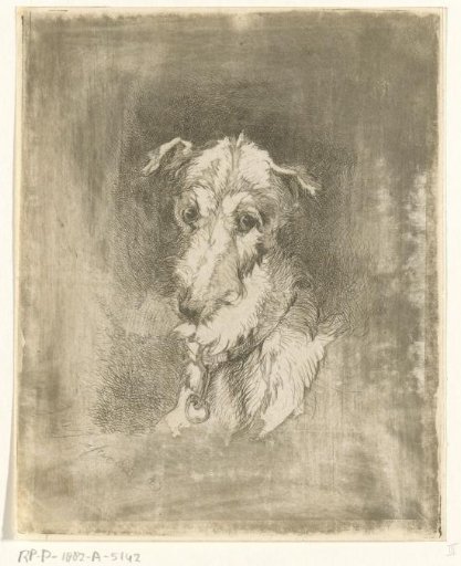 Head of a greyhound