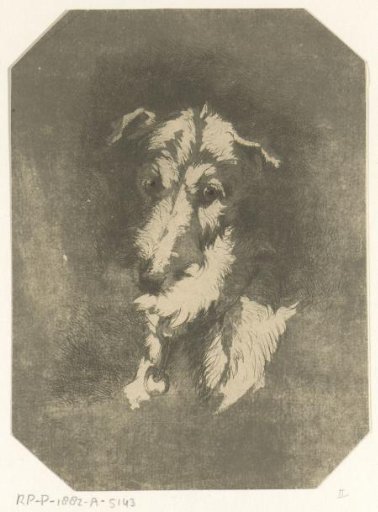 Head of a greyhound