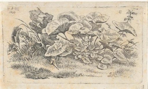 Plants