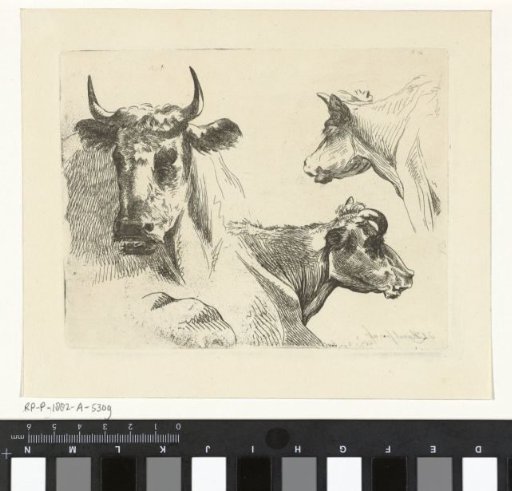 Three cow heads