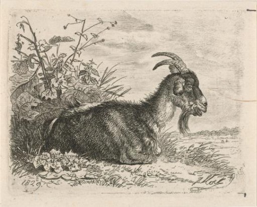 Lying goat