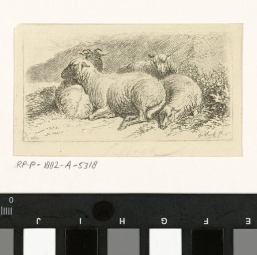 Four lying sheep