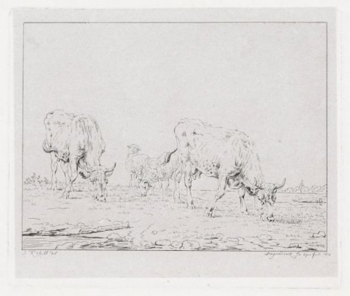 Grazing cows