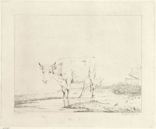 Cow drinking at the water