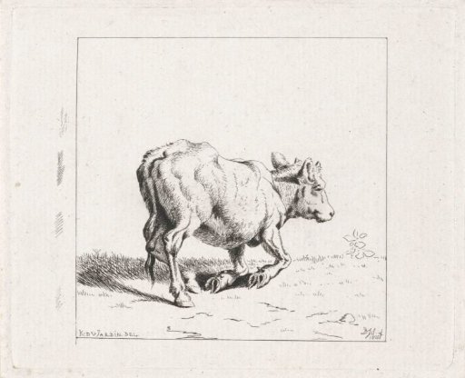 Rising calf