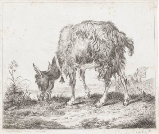 Grazing goat with bell