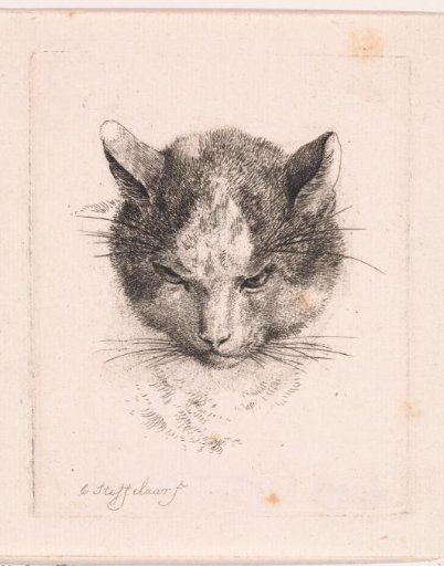 Head of a Cat