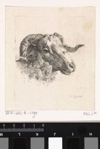 Head of a Ram