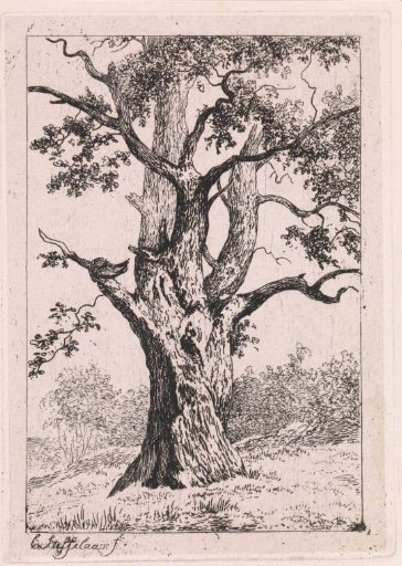 Oak