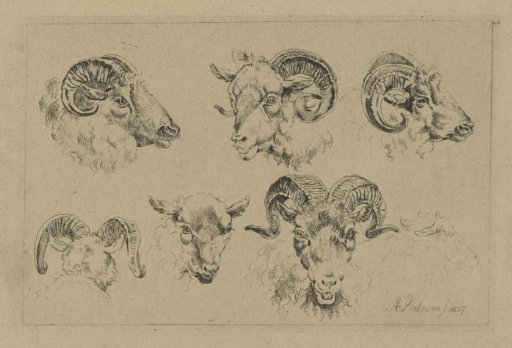 Five Ram Heads and a Sheep Head