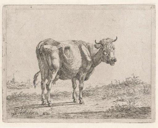 Standing Cow