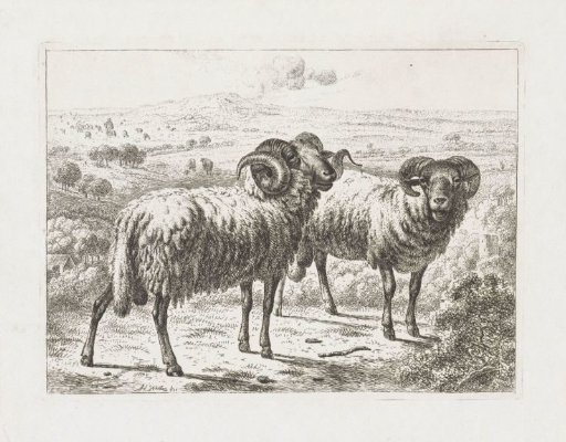 Two rams