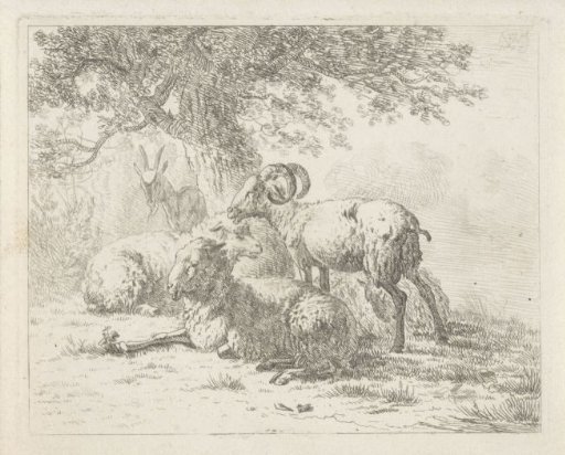 Sheep and a goat
