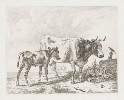 Cow and a calf in a meadow