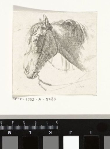 Horse's head with bridle with blinkers