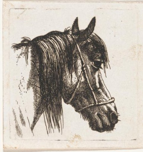 Horse's head with halter