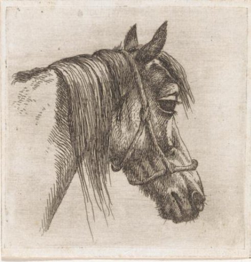 Horse's head with halter