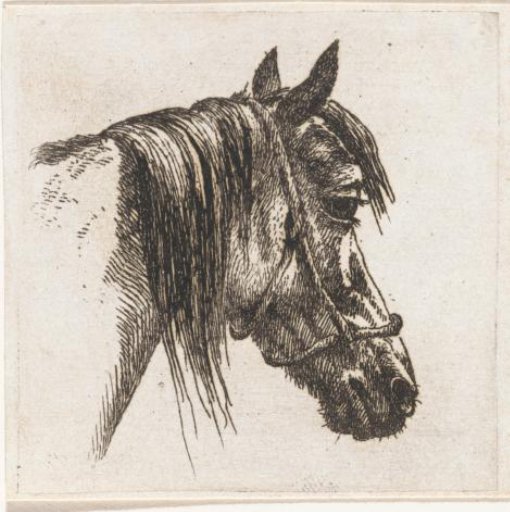 Horse's head with halter