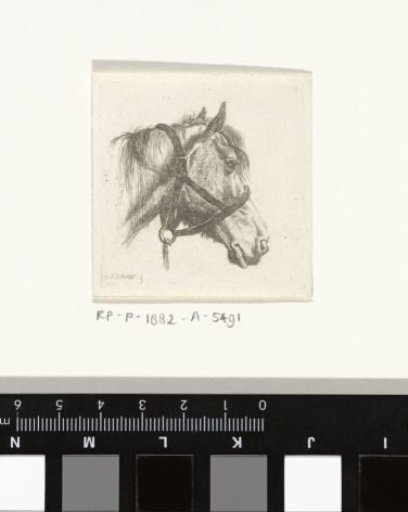 Horse's head with bridle
