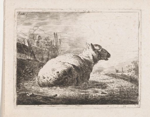 Lying sheep
