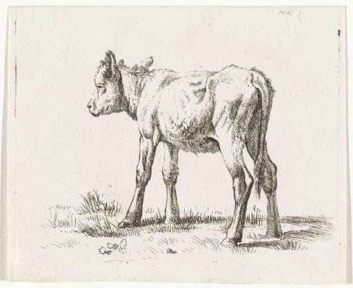 Standing calf