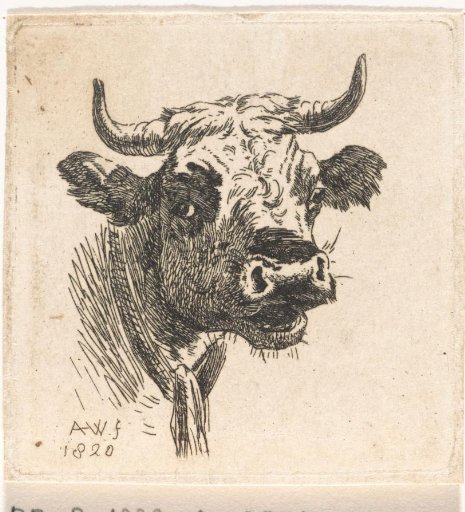 Cow's head, seen from the front