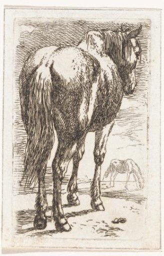 Standing horse, seen from behind