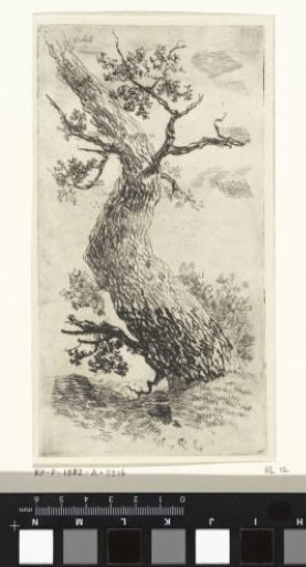 Bent tree trunk
