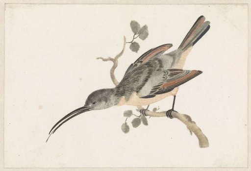 Hummingbird on a Branch Facing Left