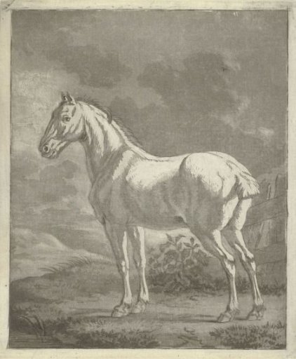Grey horse in a meadow