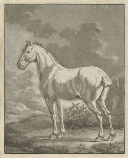 Grey horse in a meadow