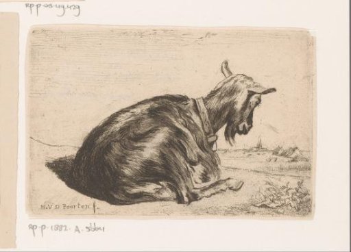Reclining goat