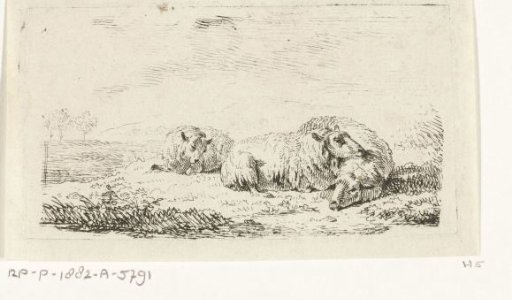 Three sheep lying in the grass