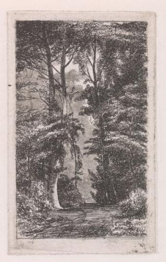 Avenue in the woods