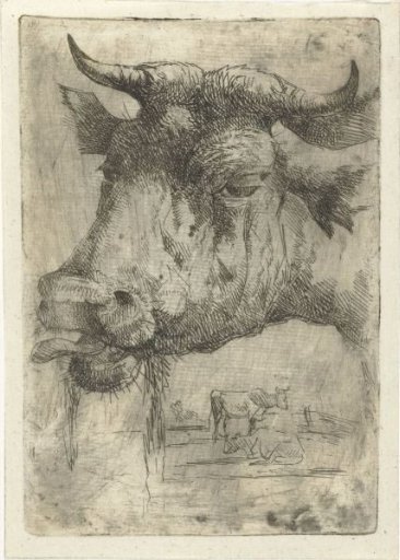 Head of a cow with tongue out of mouth